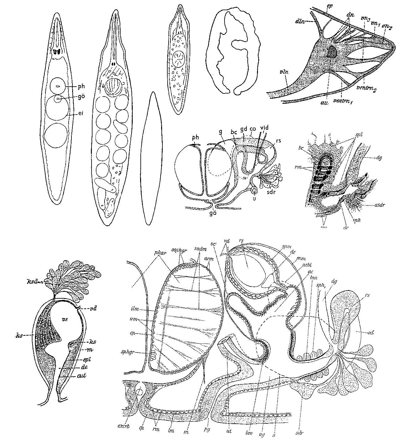 Слика од Mesostoma productum (Schmidt 1848)