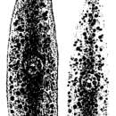 Image de Mesostoma punctatum Braun 1885