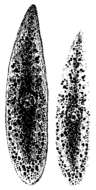 Image of Mesostoma punctatum Braun 1885