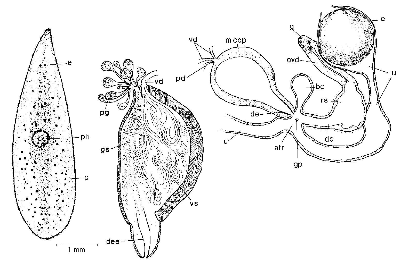Image of Mesostoma punctatum Braun 1885