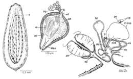 Image of Mesostoma rhynchotum Braun 1885