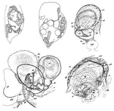 Image of Mesostoma sibollae Kolasa 1976