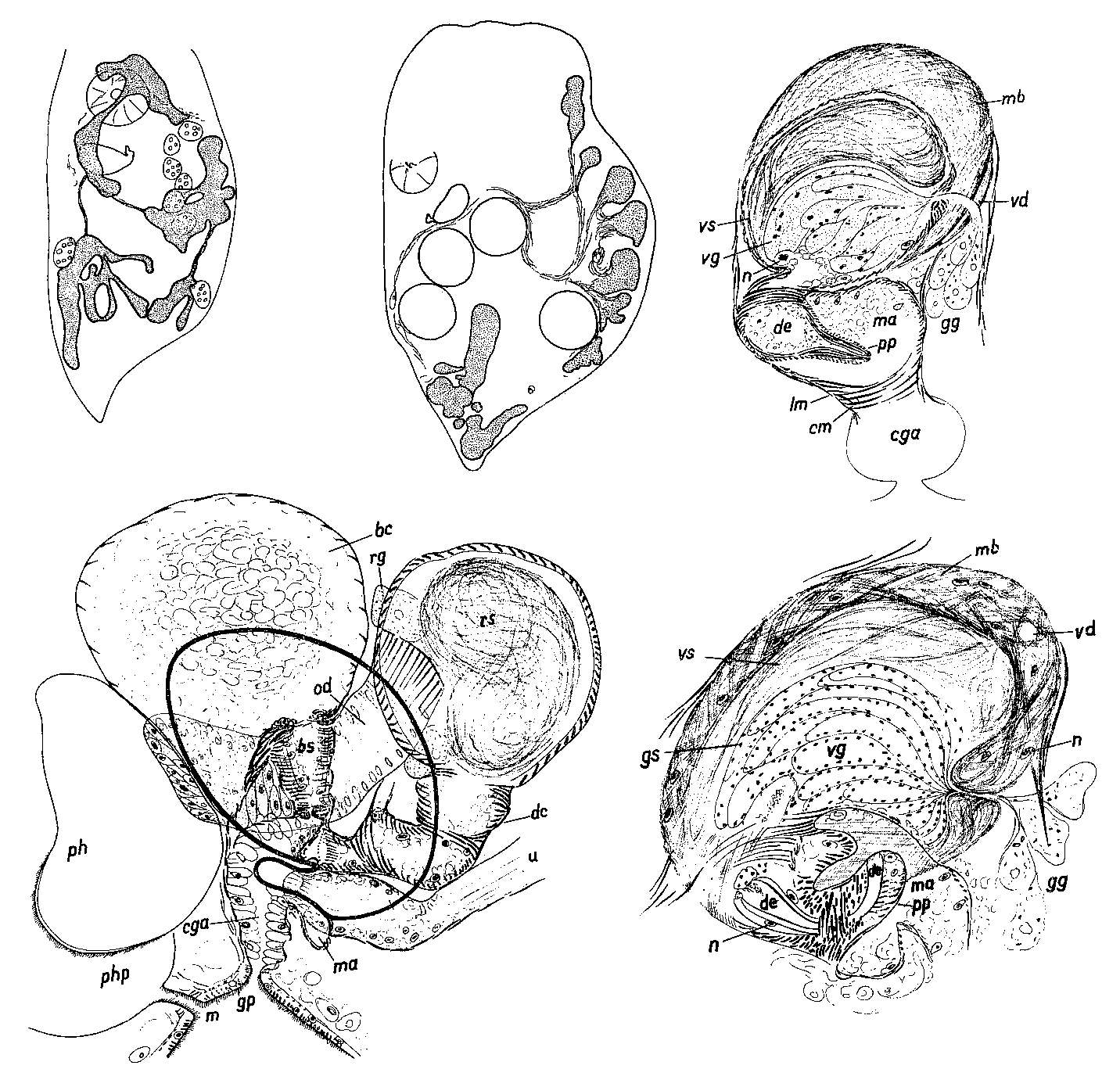 Image of Mesostoma sibollae Kolasa 1976