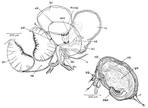 Image of Mesostoma sibollae Kolasa 1976