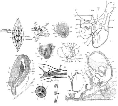 Imagem de Mesostoma tetragonum (Müller OF 1773)