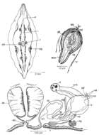 Image of Mesostoma tetragonum (Müller OF 1773)