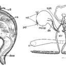 Image of Mesostoma togarmensis Ruebush 1939