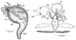 Image of Mesostoma togarmensis Ruebush 1939