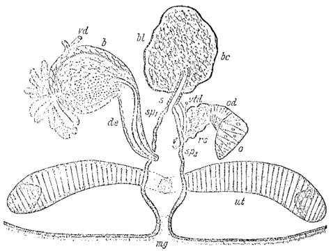 Image of Mesostoma togarmensis Ruebush 1939