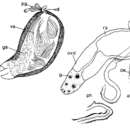 Sivun Mesostoma vernale Hyman 1955 kuva