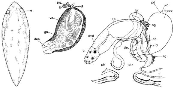 Слика од Mesostoma vernale Hyman 1955