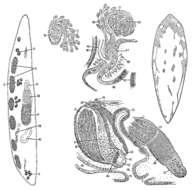 Image of Mesostoma vernale Hyman 1955