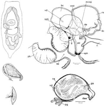 Image of Mesostoma viaregginum Kolasa 1976