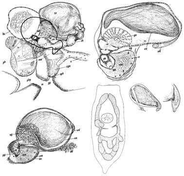 Image of Mesostoma viaregginum Kolasa 1976