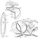 Image of Mesostoma zariae Kolasa & Mead 1981