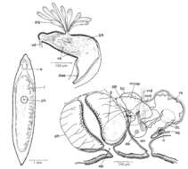 Image of Mesostoma zariae Kolasa & Mead 1981