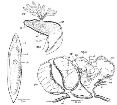 Image of Mesostoma zariae Kolasa & Mead 1981