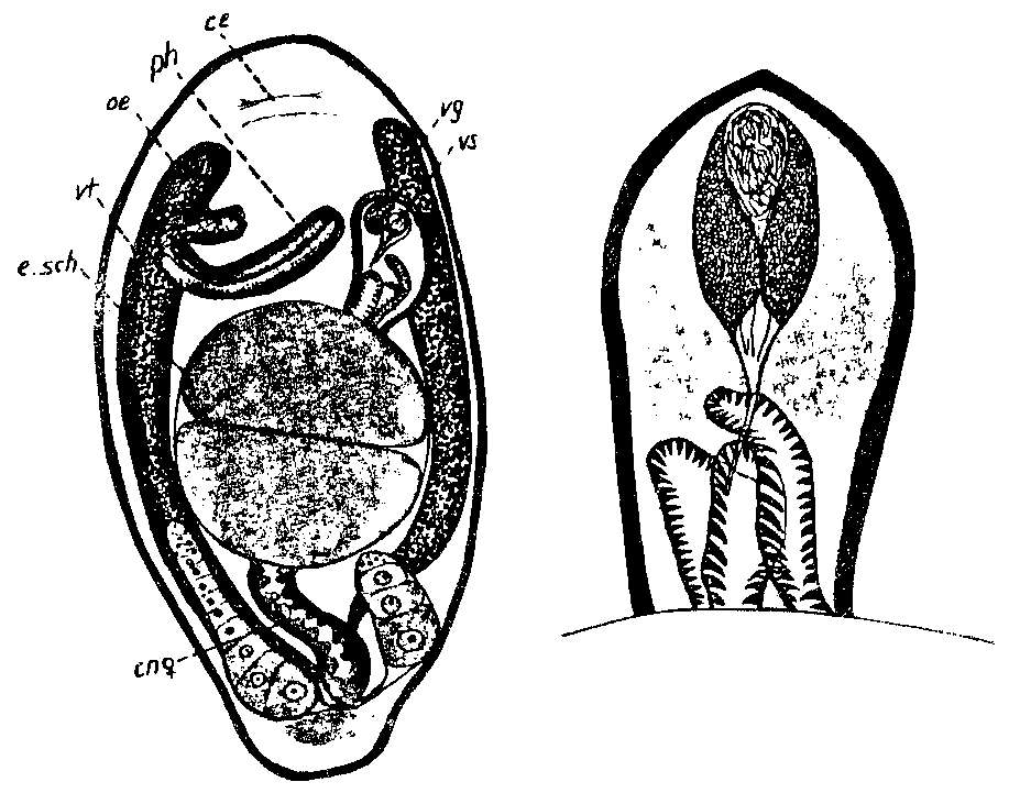 Image of Solenopharyngidae