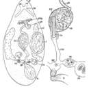 Image of Lenopharynx tubatus Schockaert & Martens 1985