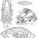 صورة Anthopharynx vaginatus Karling 1940