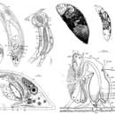 Image of Proceropharynx litoralis Ehlers 1972