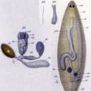 Image of Solenopharynx flavidus Graff 1882