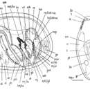 Image of Culleopharynx armatus (Riedl 1956)