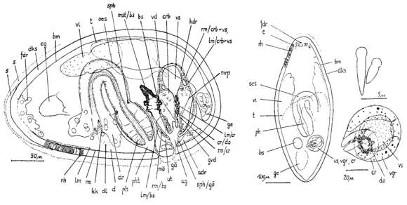 Image of Culleopharynx