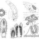 صورة Aulopharynx aestuarius Ehlers 1972