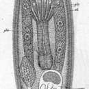 Image of Sopharynx oculatus (Pereyaslawzewa 1892)