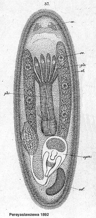 Image of Sopharynx