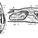 Image of Sopharynx typhlops Beklemischev 1929