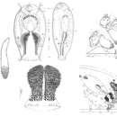 صورة Doliopharynx geminocirro Ehlers 1972