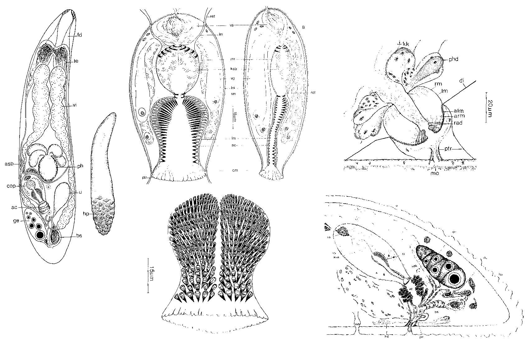 Image of Doliopharynx