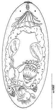 Image of Kytorhynchidae