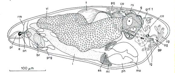 Image of Kytorhynchidae