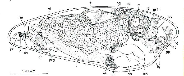 Sivun Kytorhynchidae kuva