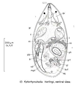 Image of Kytorhynchella karlingi Rieger 1974