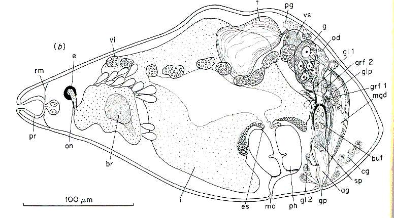 Image of Kytorhynchella riedli Rieger 1974