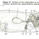 (Kytorhynchus) oculatus的圖片