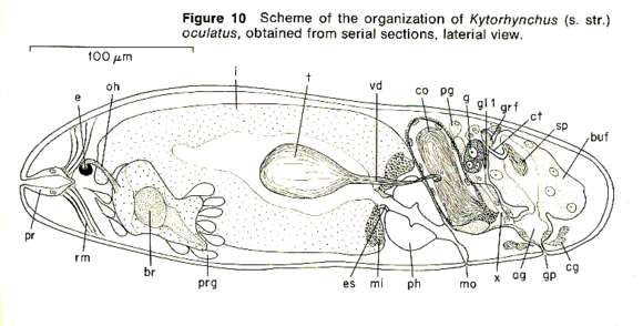 Image of Neoophora