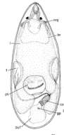 (Kytorhynchus) sp.I的圖片