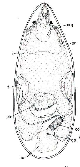 Image of (Kytorhynchus) sp.I