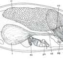 (Kytorhynchoides) macrostylus的圖片