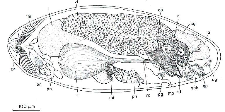 (Kytorhynchoides)的圖片