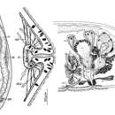 Sivun Neokytorhynchus pacificus Ehlers & Ehlers 1981 kuva