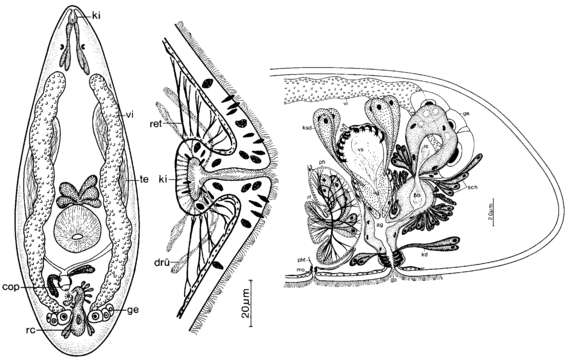 Imagem de Neokytorhynchus