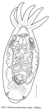 Image of Temnocephaloidea