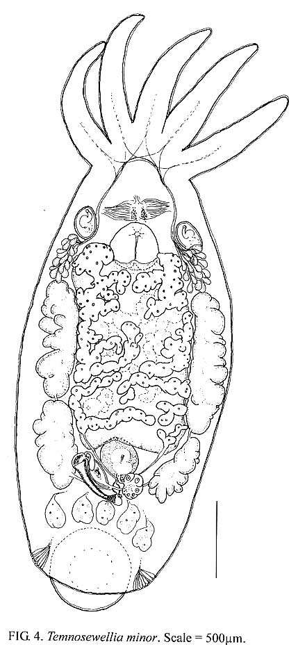 صورة Temnocephaloidea