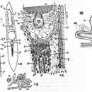 Image de Childia etium (Marcus 1954)